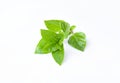 organic Basil leaves on white background. Royalty Free Stock Photo