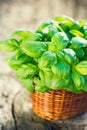 Organic basil plant Royalty Free Stock Photo