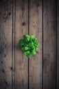 Organic basil plant in the basket Royalty Free Stock Photo