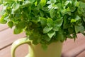 Organic basil plant Royalty Free Stock Photo