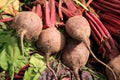 Organic Beetroot Royalty Free Stock Photo