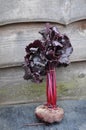 organic beetroot growing Royalty Free Stock Photo