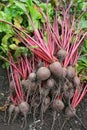 Organic Beetroot Harvest Royalty Free Stock Photo