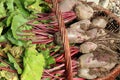 Organic beetroot from rural permaculture