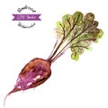 Organic beetroot, watercolor vector illustration Royalty Free Stock Photo