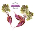 Organic beetroot, watercolor vector illustration Royalty Free Stock Photo