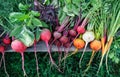 Organic beets and carrots of different varieties with edible herbs. Royalty Free Stock Photo