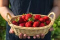 Organic berries. Fresh organic strawberries in a wicker basket in farmers hands. agriculture or harvest concept Royalty Free Stock Photo