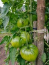 Organic Bio Tomatoes