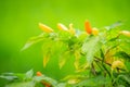 Organic bird chili (Capsicum frutescens) farming in green rice f Royalty Free Stock Photo