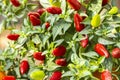 Organic bird chili Capsicum frutescens, many small hot chili peppers on a bush, background wallpaper close-up. Vegetable harvest