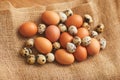 Organic Bird Eggs at Farm