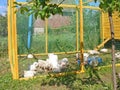 Organic birds farming, chicken on the grass