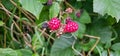 organic blackberries growing on the bush Royalty Free Stock Photo
