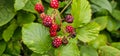 organic blackberries growing on the bush Royalty Free Stock Photo