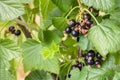 Organic blackcurrants growing on black currant bush Royalty Free Stock Photo