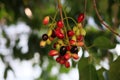 Organic blood red and black Java plum fruits Syzygium cumini on its tree. Will have antioxidant activity Against carc