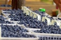 Organic Blueberries Royalty Free Stock Photo