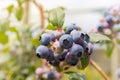 Organic blueberries on blueberry bush Royalty Free Stock Photo