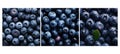 organic blueberries food texture background