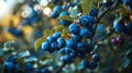 organic blueberries