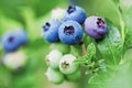 Organic blueberries in raindrops on the bush against green background Royalty Free Stock Photo