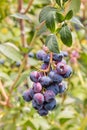 Organic blueberries ripening on blueberry bush