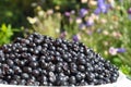 Organic blueberry in beautiful garden background commonly called bilberry, whortleberry, huckleberry or European blueberry. Royalty Free Stock Photo