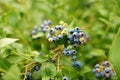 Organic blueberry berries ripening on bushes in an orchard Royalty Free Stock Photo