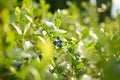 Organic blueberry berries ripening on bushes in an orchard Royalty Free Stock Photo