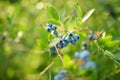 Organic blueberry berries ripening on bushes in an orchard Royalty Free Stock Photo