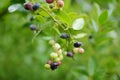 Organic blueberry berries ripening on bushes in an orchard Royalty Free Stock Photo