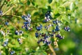 Organic blueberry berries ripening on bushes in an orchard.