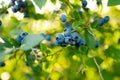 Organic blueberry berries ripening on bushes in an orchard Royalty Free Stock Photo