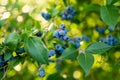 Organic blueberry berries ripening on bushes in an orchard Royalty Free Stock Photo