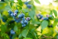 Organic blueberry berries ripening on bushes in an orchard Royalty Free Stock Photo