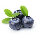 Organic Blueberry Leaves With Dark Navy And Silver Pigmentation