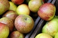 Organic Braeburn apples Royalty Free Stock Photo