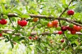 Organic Brazilian Acerola Fruit small cherry. Royalty Free Stock Photo
