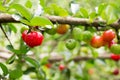 Organic Brazilian Acerola Fruit small cherry. Royalty Free Stock Photo