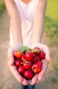 Organic Brazilian Acerola Fruit small cherry in hand. Royalty Free Stock Photo