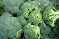 Organic Broccoli Royalty Free Stock Photo