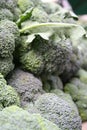 Organic Broccoli Royalty Free Stock Photo