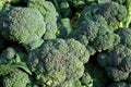 Organic Broccoli Royalty Free Stock Photo