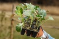 Organic broccoli seedlings collection prepared to be planted on the garden Royalty Free Stock Photo