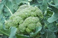 Organic broccoli with water drops