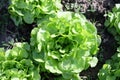 Organic cabbage growing in soil