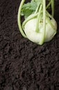 Organic cabbage kohlrabi turnip