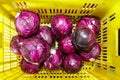 Organic cabbage of purple color, several heads Royalty Free Stock Photo