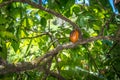 Organic cacao fruit pods Theobroma cacao in nature